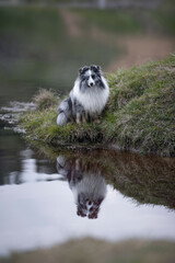 dog reflected in the water