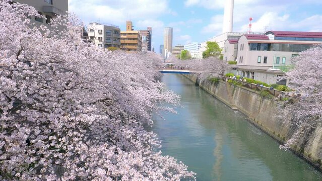 cherry trees in bloom in Tokyo along Meguro River, Japanese sakura blossom in the city in spring, tourism in Japan in spring