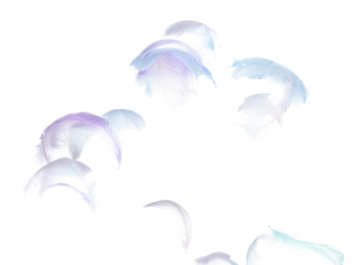 Many Pastel Feather fly fall in Air over white background isolated. Puffy Fluffy soft feathers as purity smooth like dream floating dove in sky. Angle flying from heaven, photo motion