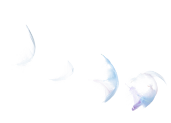 Many Pastel Feather fly fall in Air over white background isolated. Puffy Fluffy soft feathers as purity smooth like dream floating dove in sky. Angle flying from heaven, photo motion