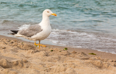 Fototapeta na wymiar Seagull walking on the beach across the sea. Summer background 