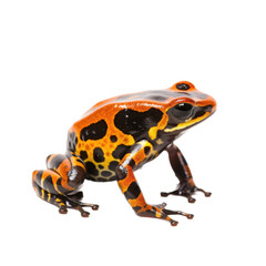 Obraz premium an isolated Poison Dart Frog side-view portrait, wildlife-themed, Amazon Rainforest, photorealistic illustration on a transparent background cutout in PNG. Generative AI