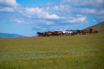 Horses. Central Mongolia. Arkhangai province.