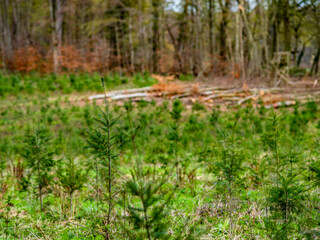 Wiederaufforstung nach Abholzung im Mischwald