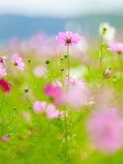 揺れるコスモス