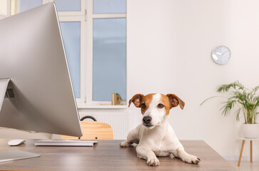 Cute Jack Russell Terrier dog on home desk in office
