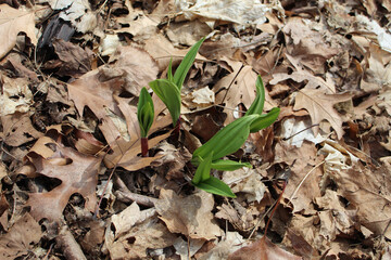 Ramp sprouts amid brown fallen oak and maple leaves at Linne Woods in Morton Grove, Illinois