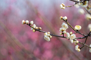 White plum blossom