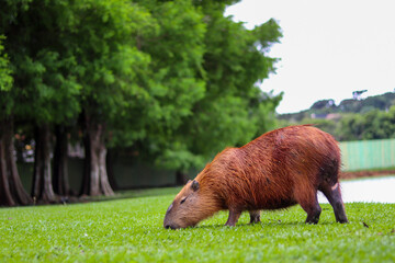 Capybara in a park in Curitiba