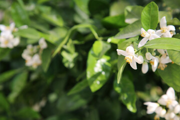 Beautiful blossoming grapefruit tree outdoors on spring day, closeup. Space for text
