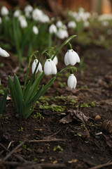 Beautiful white blooming snowdrops growing outdoors. Spring flowers
