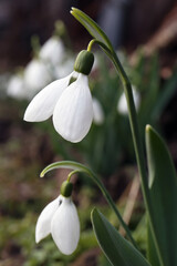 Fototapeta premium Beautiful white blooming snowdrops growing outdoors, closeup