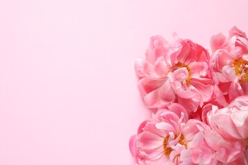 Beautiful peonies on pink background, flat lay. Space for text