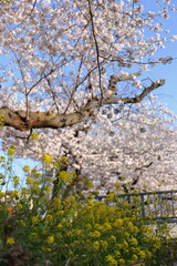 菜の花と桜