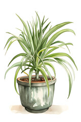 Watercolor Illustration of Spider Plant in a Pot for Home Decor. Generative AI