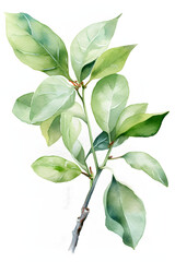 Watercolor Apple Tree Illustration for Serene and Organic Wall Art. Generative AI