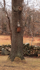 Gray Squirrel sits on top of a birdhouse in Dennis, Cape Cod