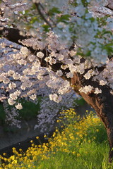 桜と菜の花