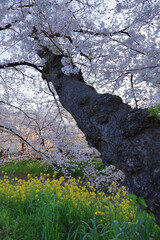 桜の木と菜の花