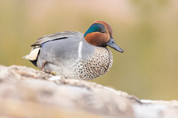 Male green-winged teal (Anas carolinensis) in spring