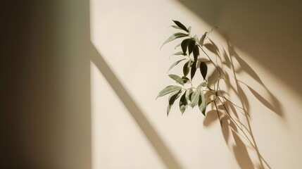 minimalist plant against wall background with shadows, made with generative ai