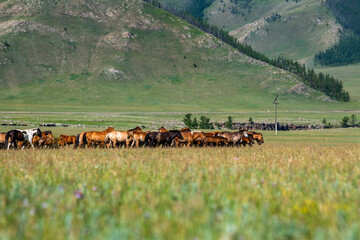 Horses. Central Mongolia. Arkhangai province.