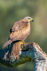 black kite in flight with unfocused background