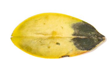 fading orchids leaf on a white background