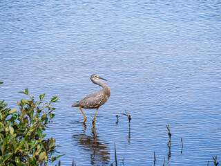 Heron Head Back