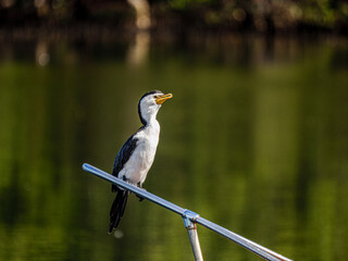 Cormorant On Railing