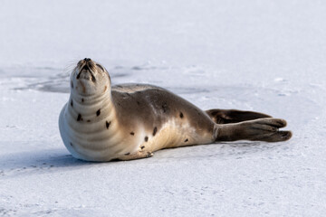 A lone harp seal lays on ice in a harbor off Newfoundland, Canada. The adult animal has its head up in the air drying its shiny grey coat with dark spots. The dark eyes and sad face are staring ahead.