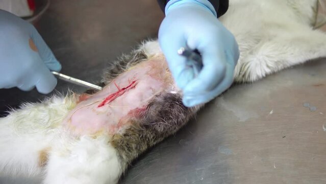 Neutering, sterilization of a cat close-up. End of abdominal surgery, vet using stitches to sew the soft tissues of the abdomen