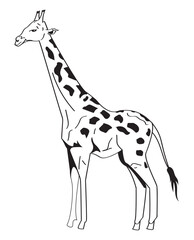 giraffe animal monochrome style