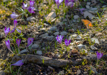 Heralds of spring