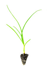 green onion seedlings with root system in the soil