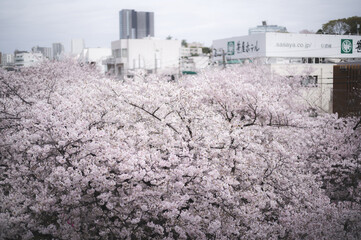 目黒川の桜