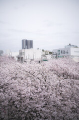 目黒川の桜