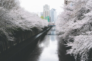 目黒川の桜