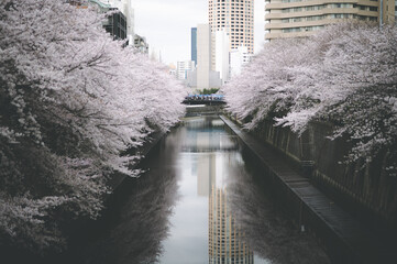 目黒川の桜
