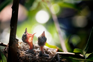 Baby bird waiting on their mother