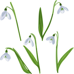 Vector illustration of five isolated shoots of early first spring flowers snowdrops. Galánthus nivális vector graphic on transparent background. Illustration of five flowers snowdrops in vector. 