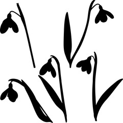 Vector illustration of five shoots of early first spring flowers snowdrops. Shape. 
Galánthus nivális vector graphic on transparent background. Illustration of five flowers snowdrops in vector.