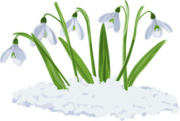 Vector illustration of five shoots of early first spring flowers snowdrops in snow. Galánthus nivális vector graphic on transparent background. Illustration of five flowers snowdrops in vector. - obrazy, fototapety, plakaty