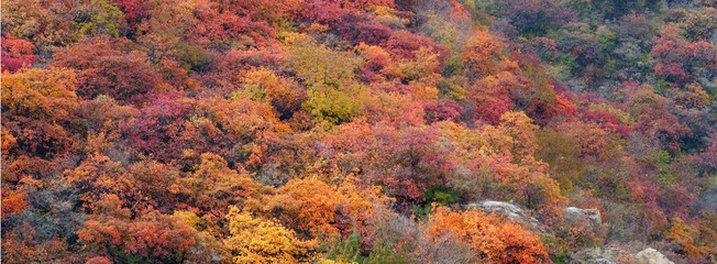 autumn forest landscape
