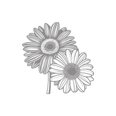 Wonderful flower. Vector illustration. Coloring book page for adult.Sunflower coloring line art.