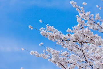 Sakura