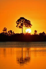 Colorful orange sunset amidst pine trees of Pine Glades Lake in Everglades National Park, Florida.