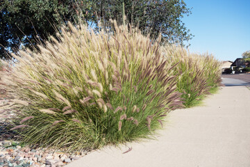 Dense clump of Fountain grass growing in Arizona residential suburban xeriscaped roadside
