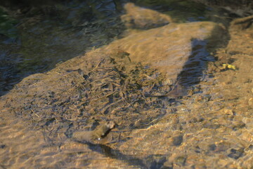 the landscape of vegetative, the nature concept