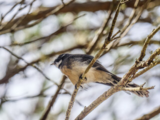 Crouched Wagtail